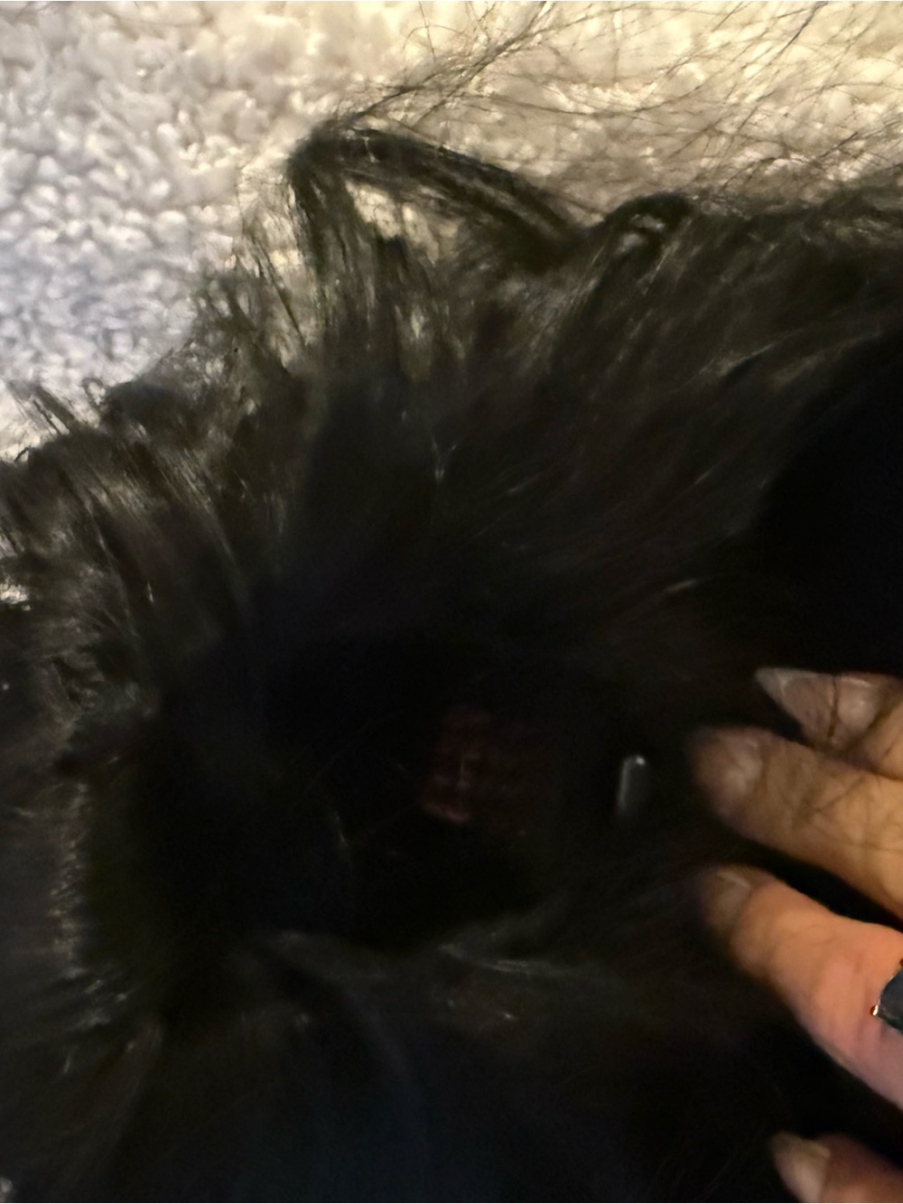 Black brown drawstring ponytail